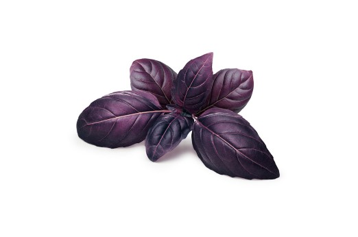 Albahaca Morada