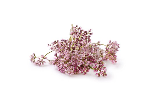 Valeriana